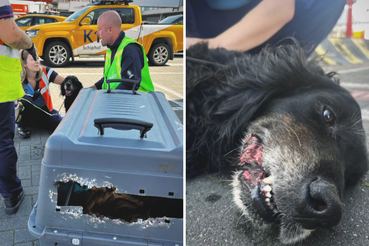 dog chews through crate