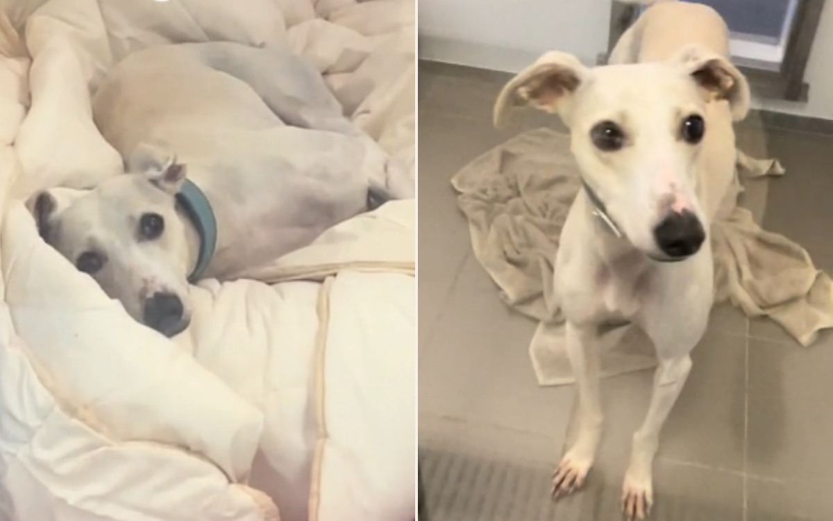 Rescue Dog’s Heartbreaking Journey: From Eating Stones to Searching for a Forever Home