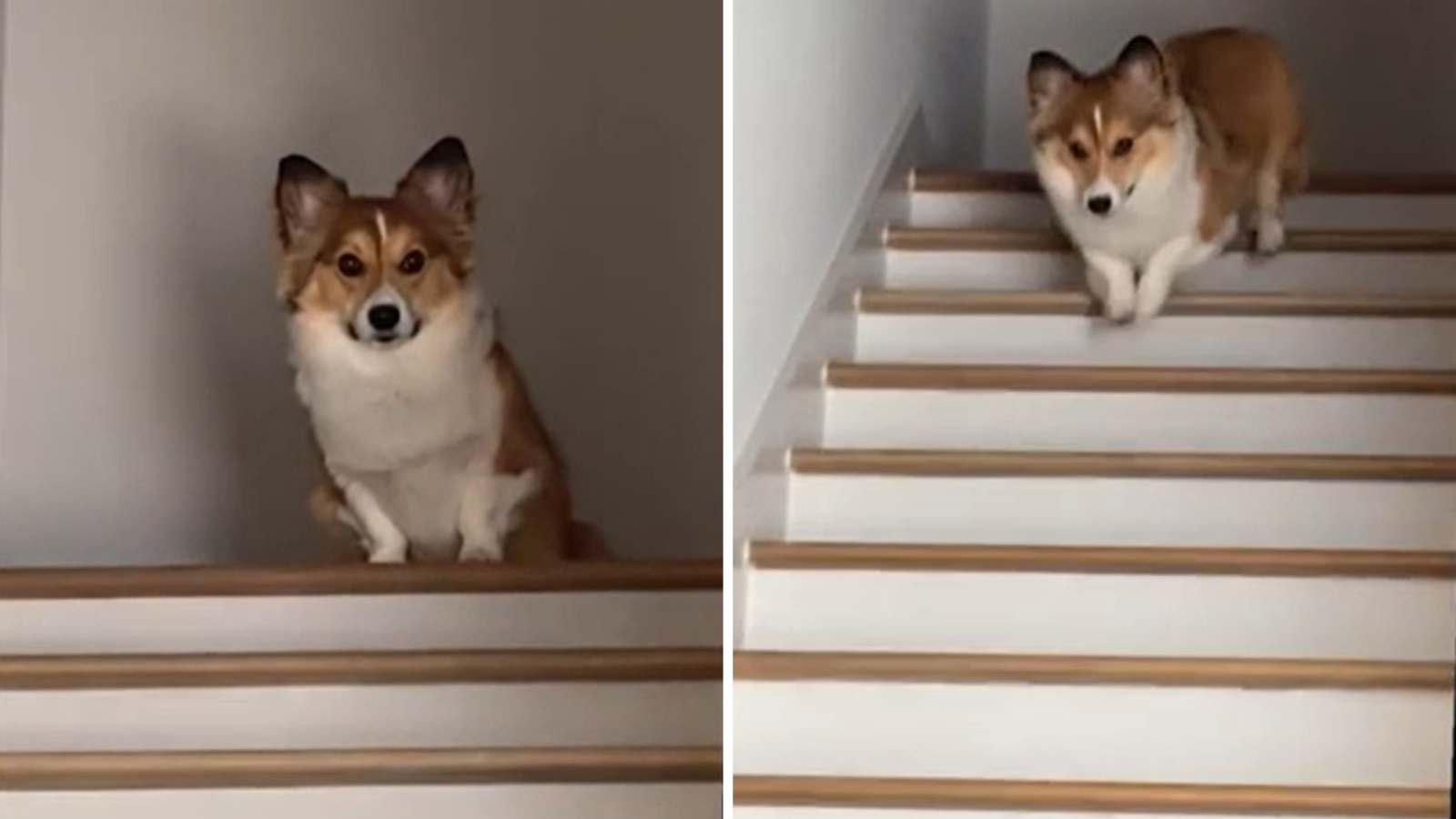 Corgi falling down stairs online
