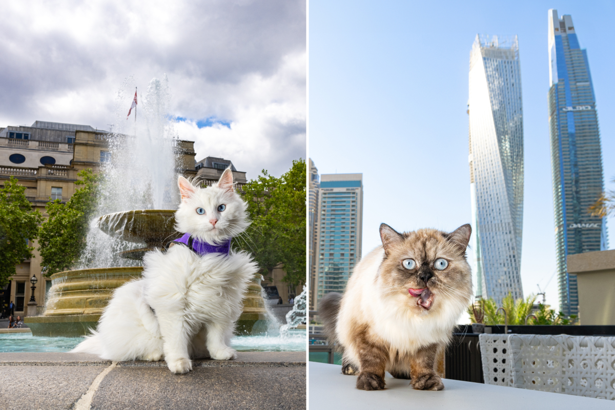 Gatos callejeros en las ciudades.