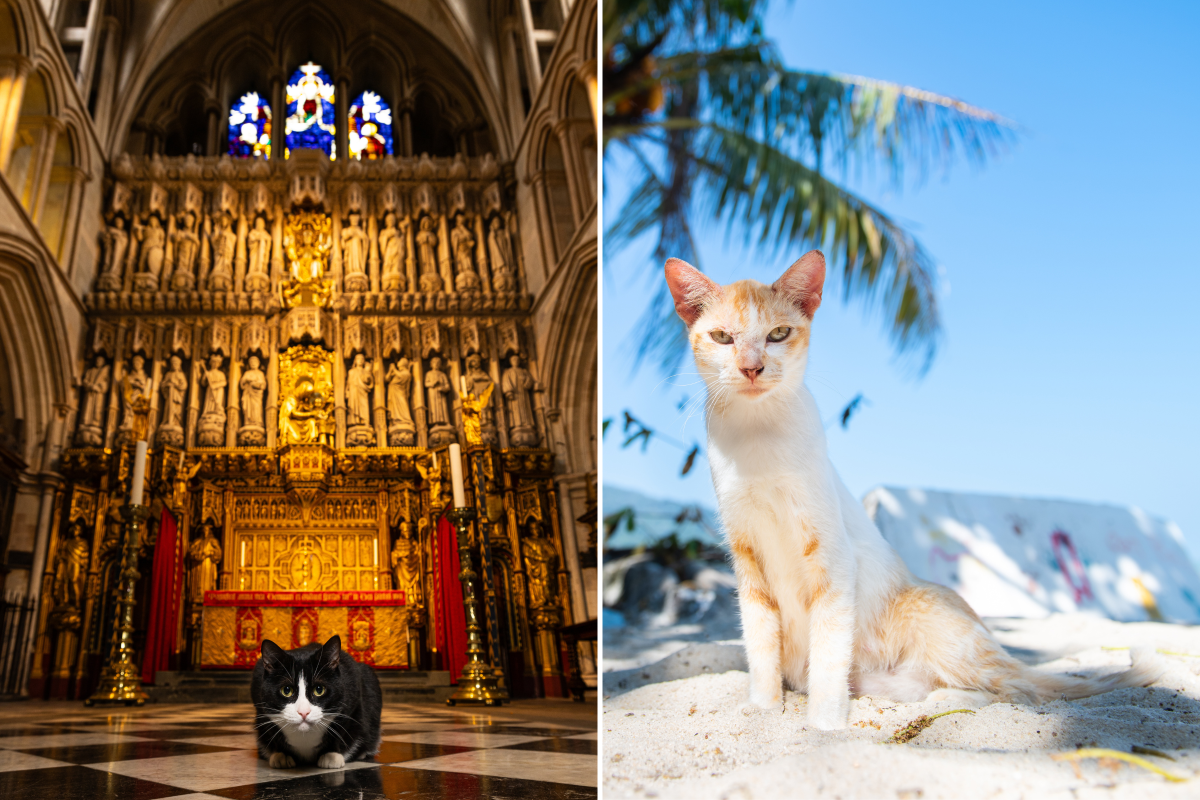 Stray cats around the world