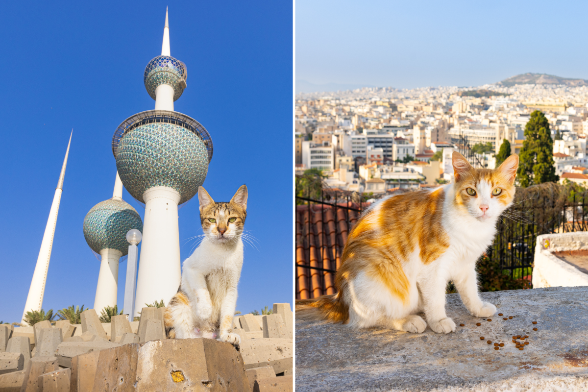 Foto de gatos callejeros