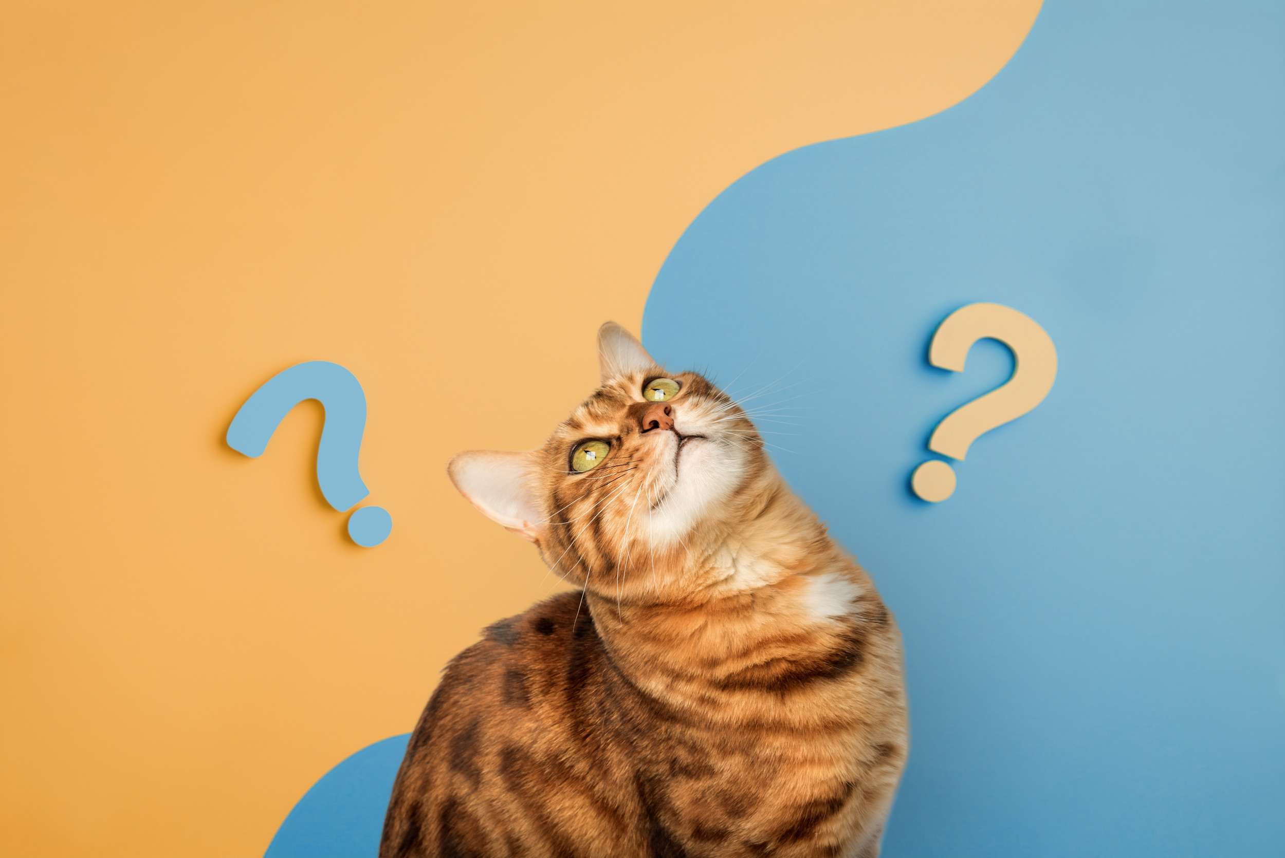 Watch Out Dogs—Cats Can Learn Words, Too Newsweek