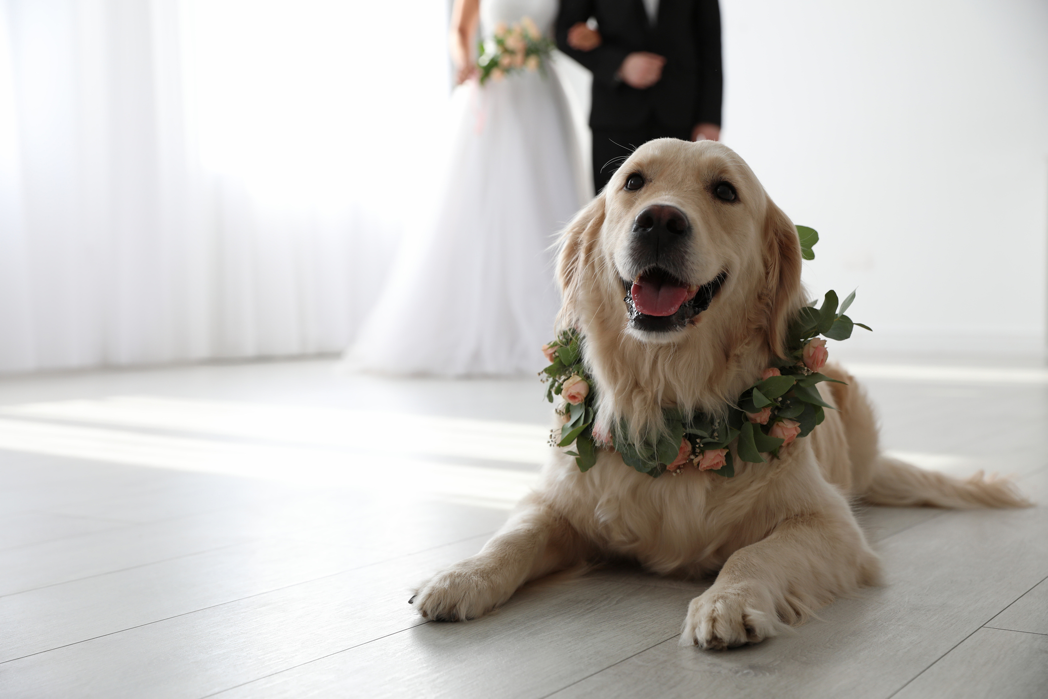Golden Retriever's Reaction to Owners' First Dance Practice Melts