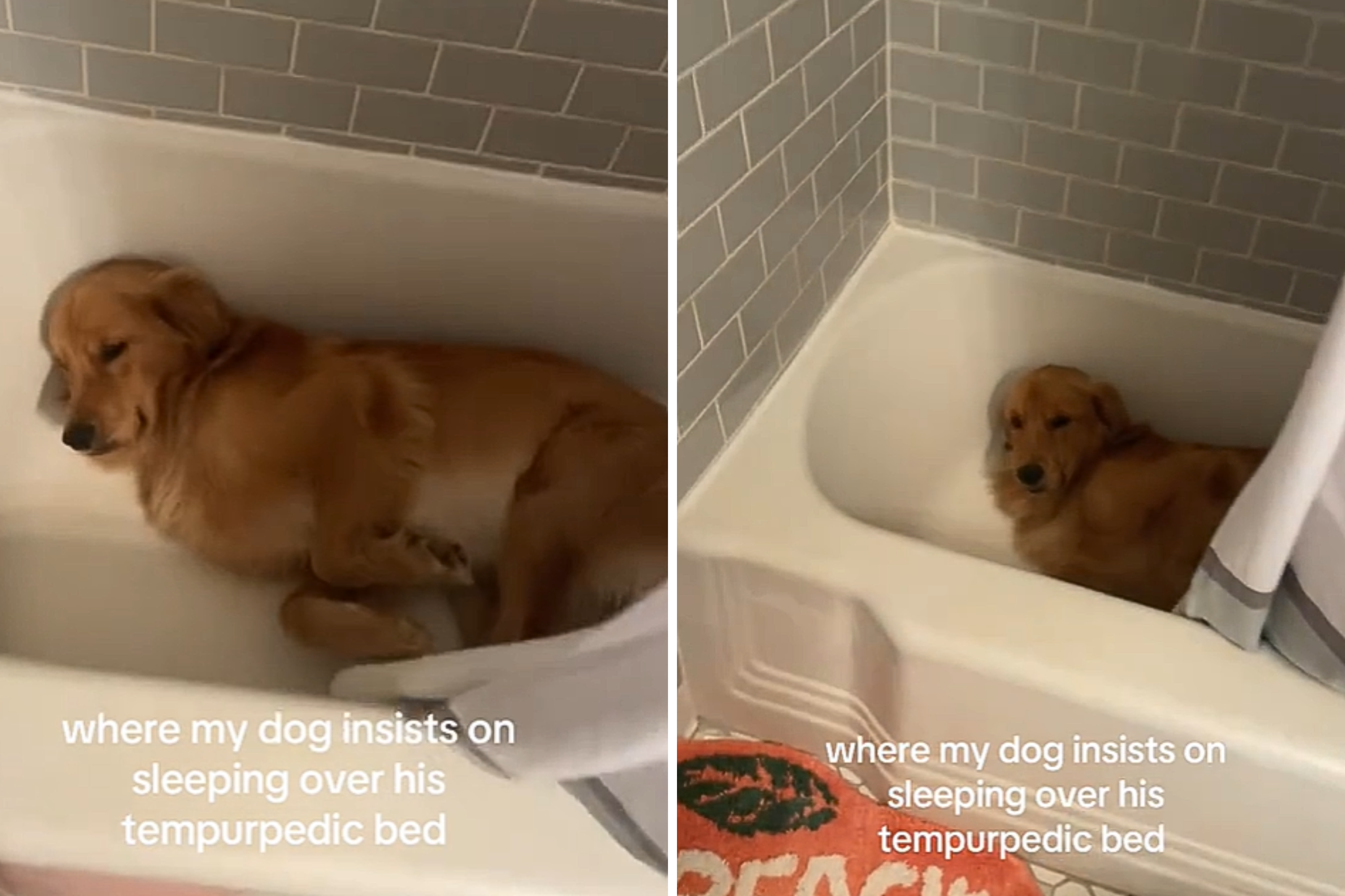 Hysterics at Where Golden Retriever Sleeps Instead of Expensive Bed Newsweek