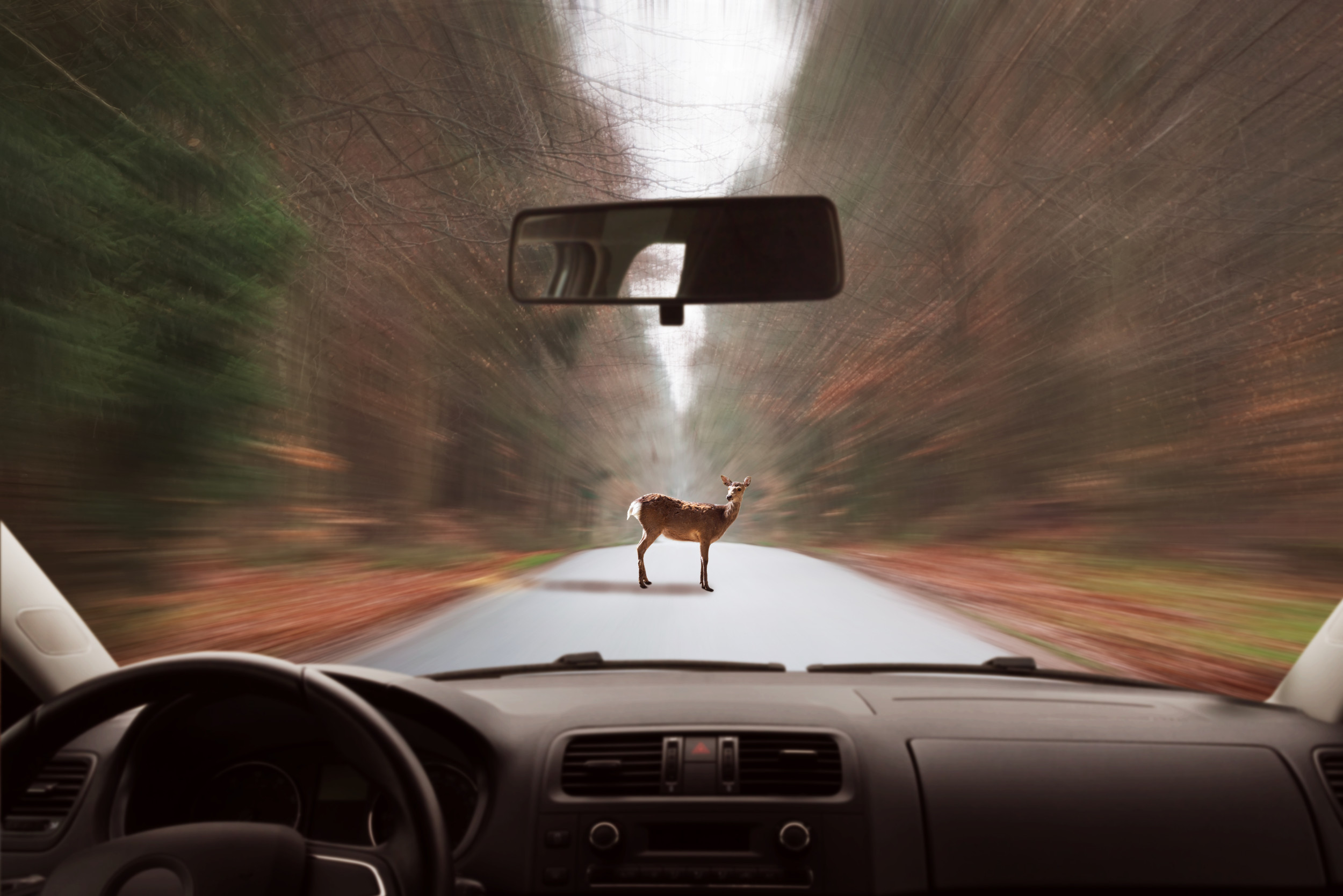 Attention Oregon Drivers: Stay Alert for Deer This Mating Season!