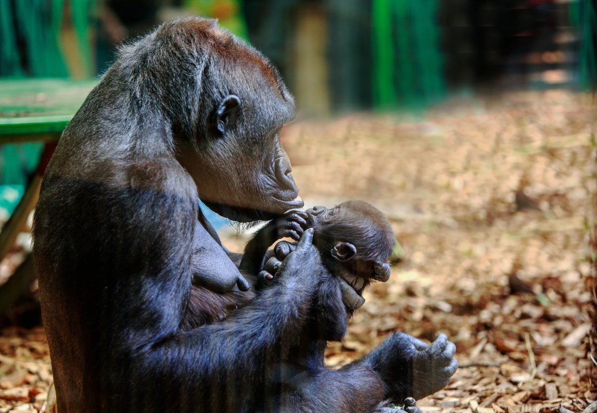 Gorilla holding baby gorilla in its arms.