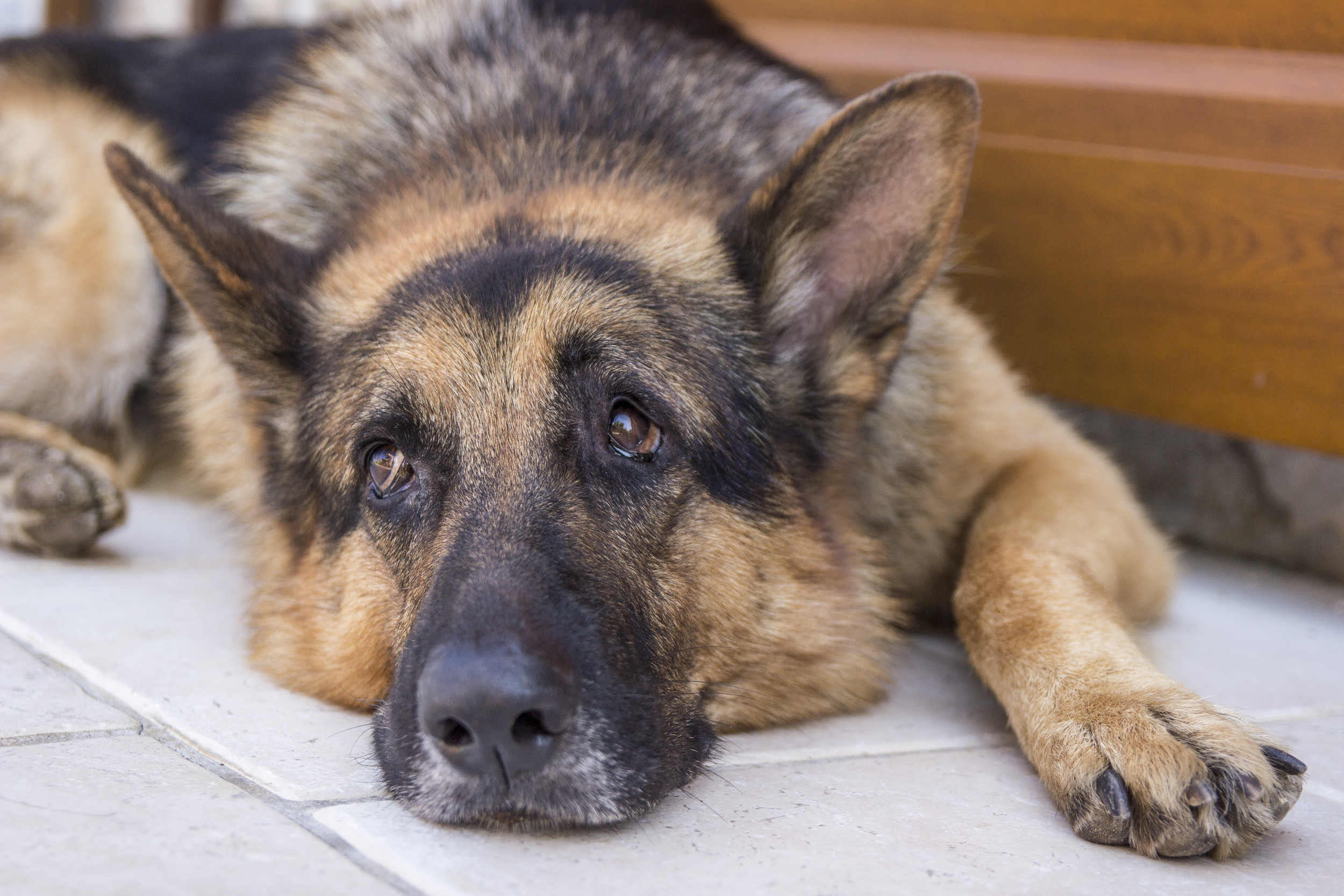 Watch This Veteran K-9 Dog’s Clever Tactics for Getting Belly Rubs from Mom!