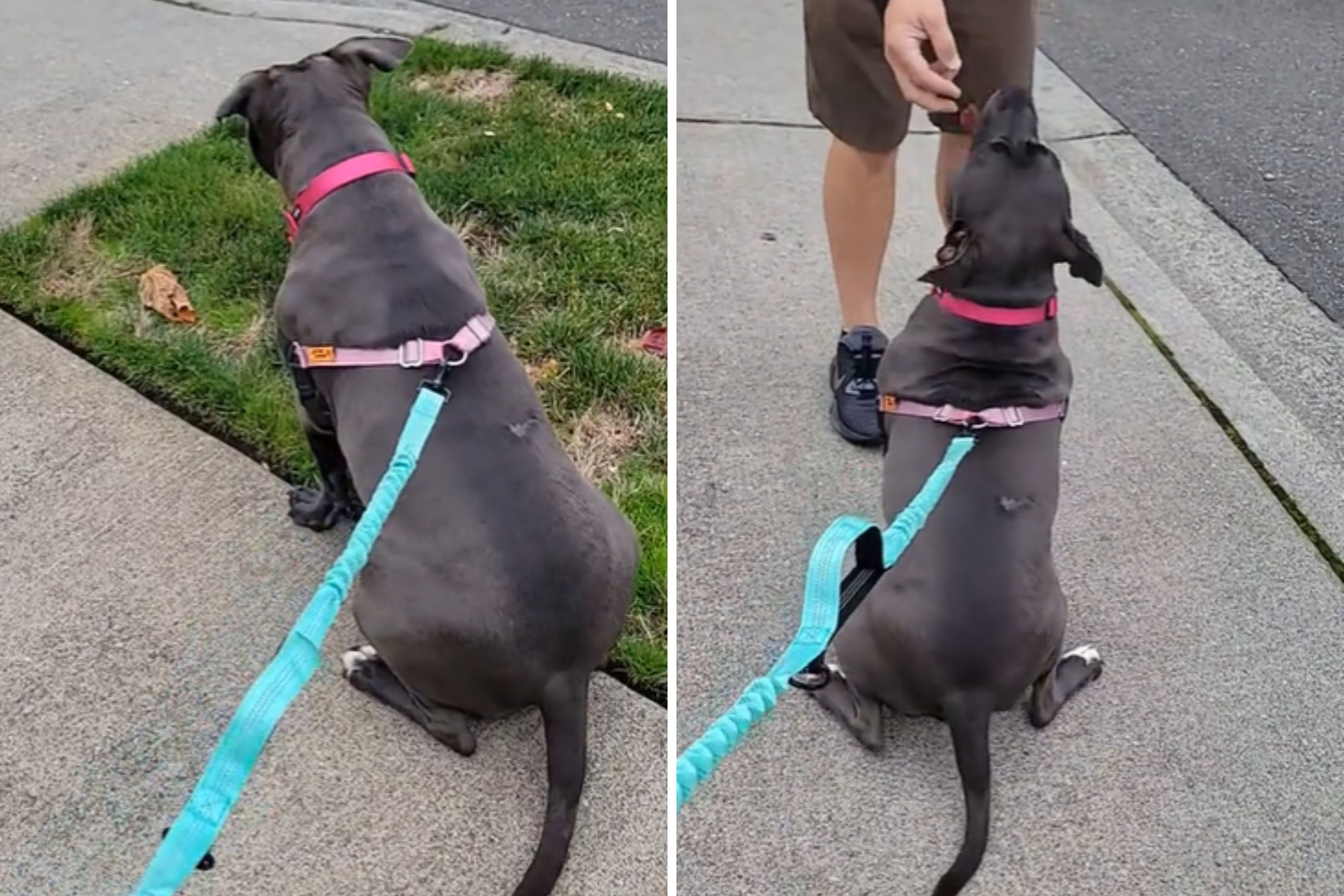 Pit Bull Owner Has a Message for UPS Drivers Everywhere