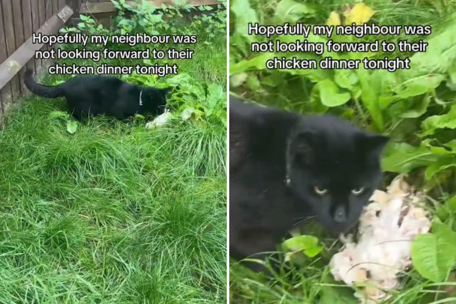 Adventurous Cat Steals Dinner from Neighbor: A Lesson in Feline Hunting Skills