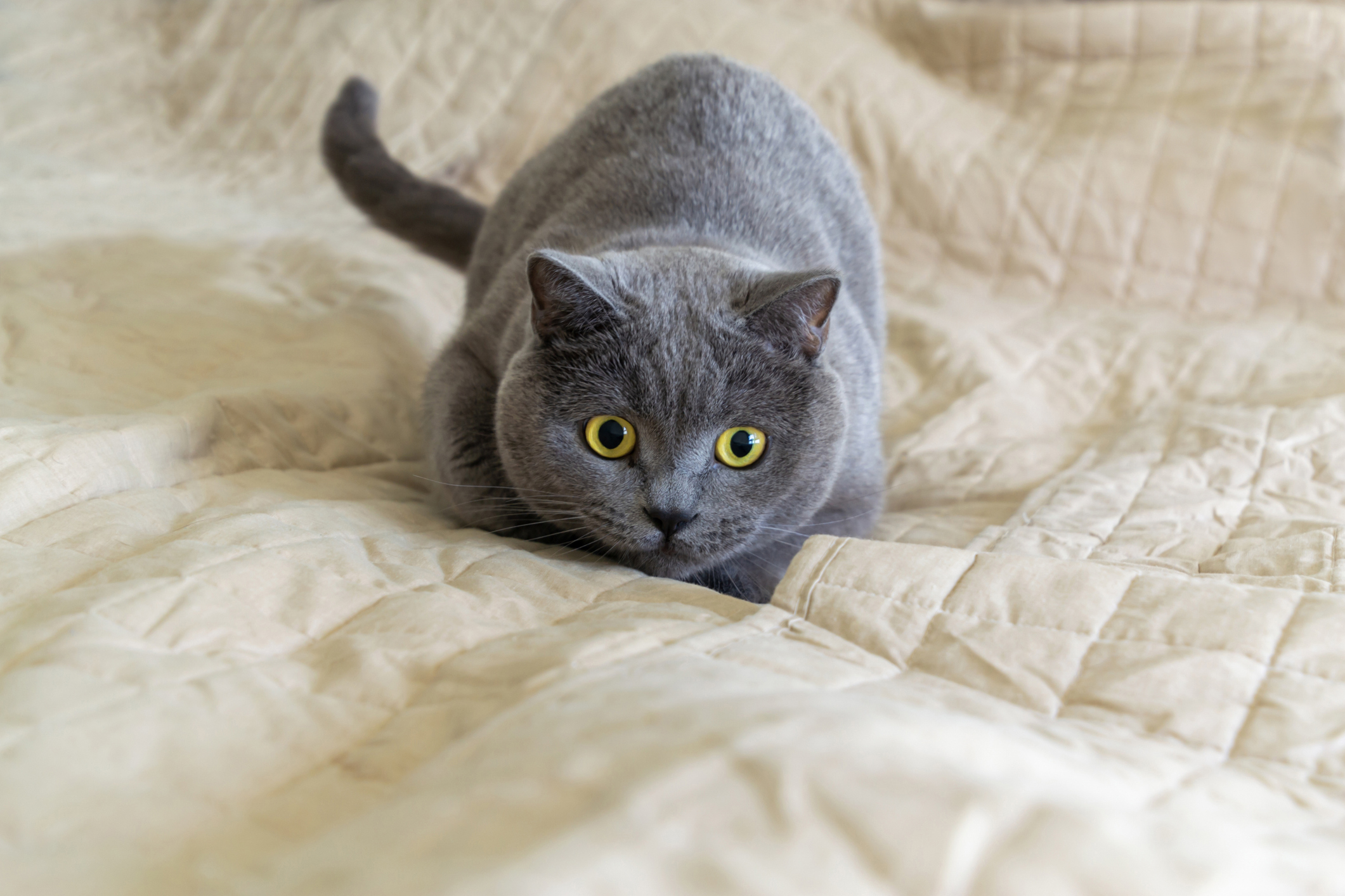 Kitten Can't Stop Bounce Testing Owner's Bed, Internet Is Obsessed