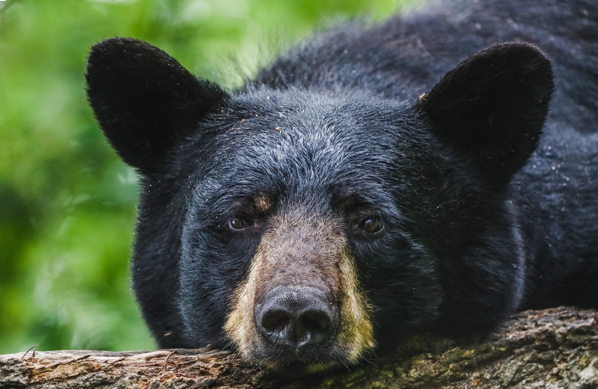 Bear Interrupts Family Eating Breakfast: 'Neat Experience'