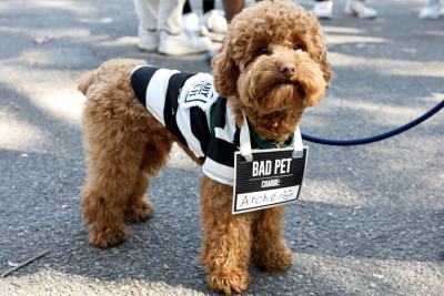 NYC Dog Parade Convict