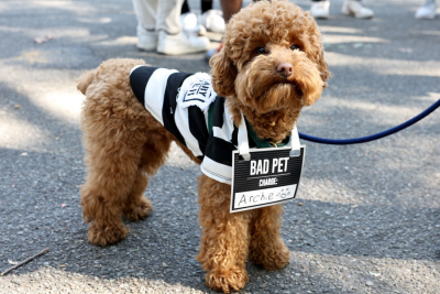 NYC Dog Parade Convict NYC Dog Parade Convict