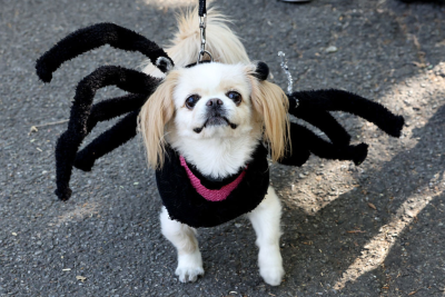 NYC Dog Parade Spider