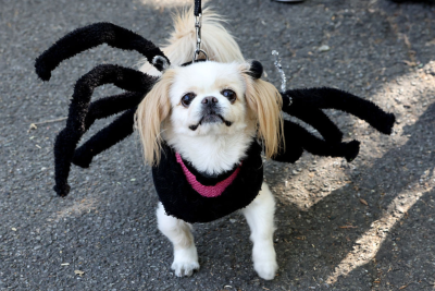NYC Dog Parade Spider NYC Dog Parade Spider