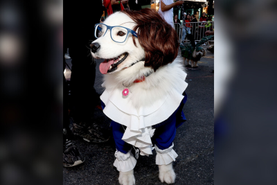 NYC Dog Parade Austin NYC Dog Parade Austin