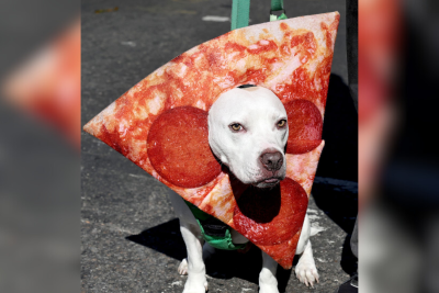 NYC Dog Parade Pizza 