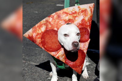NYC Dog Parade Pizza NYC Dog Parade Pizza