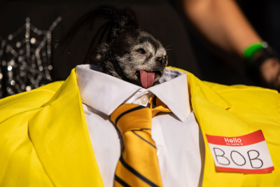 NYC Dog Parade Bob NYC Dog Parade Bob