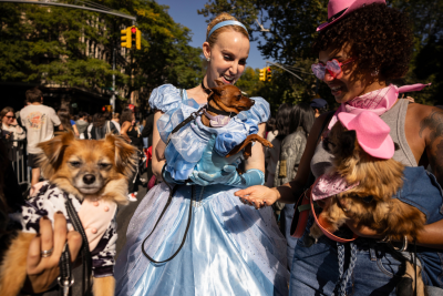 NYC Dog Parade Cinderella NYC Dog Parade Cinderella