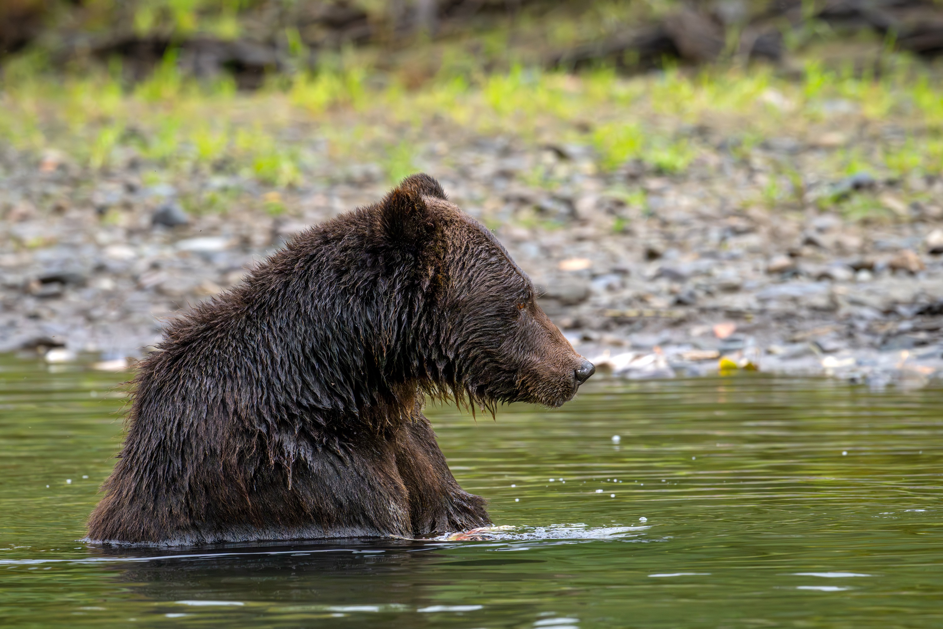 Woman Witnesses Bear Bathing During Hike: 'I'll Never Recover From This'