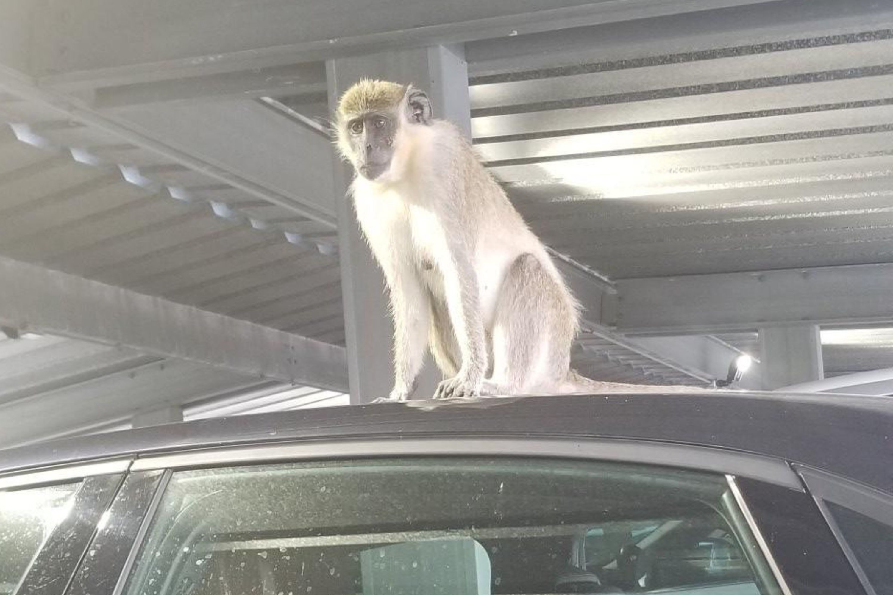 Surprise at the Airport: Man Discovers Monkey Relaxing on His Car Roof in Florida