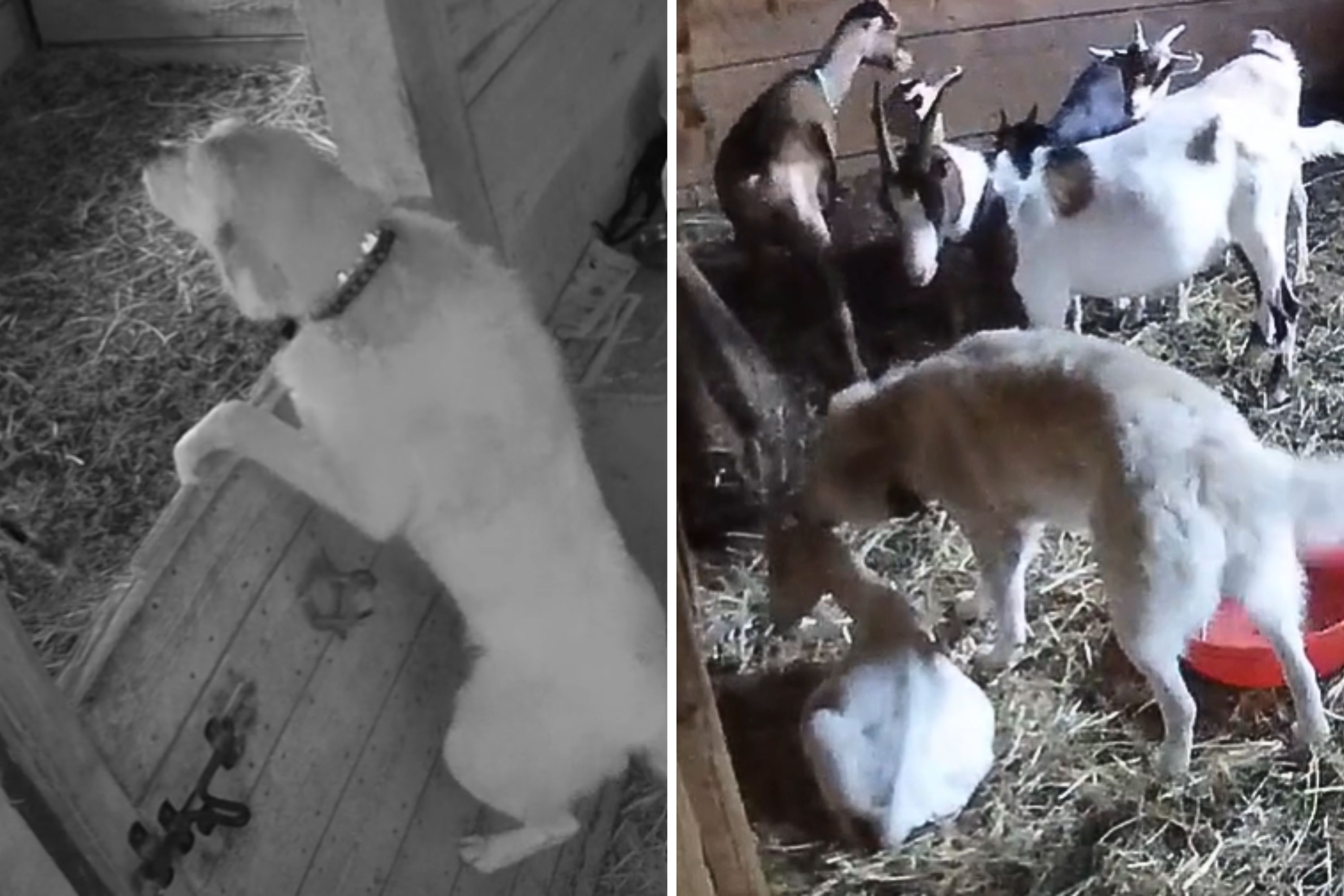 Watch Livestock Guardian Dog Sneak Into Goats' Pen to Make Friends