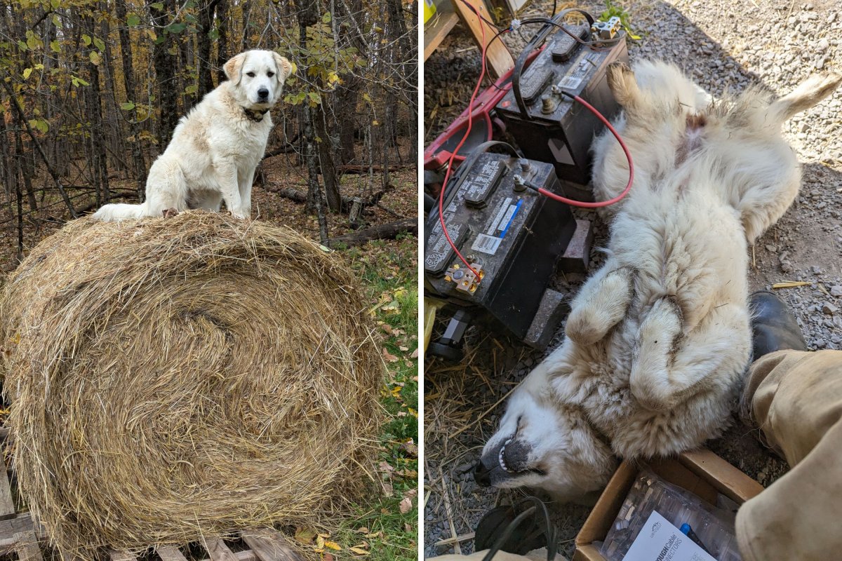 Livestock guardian