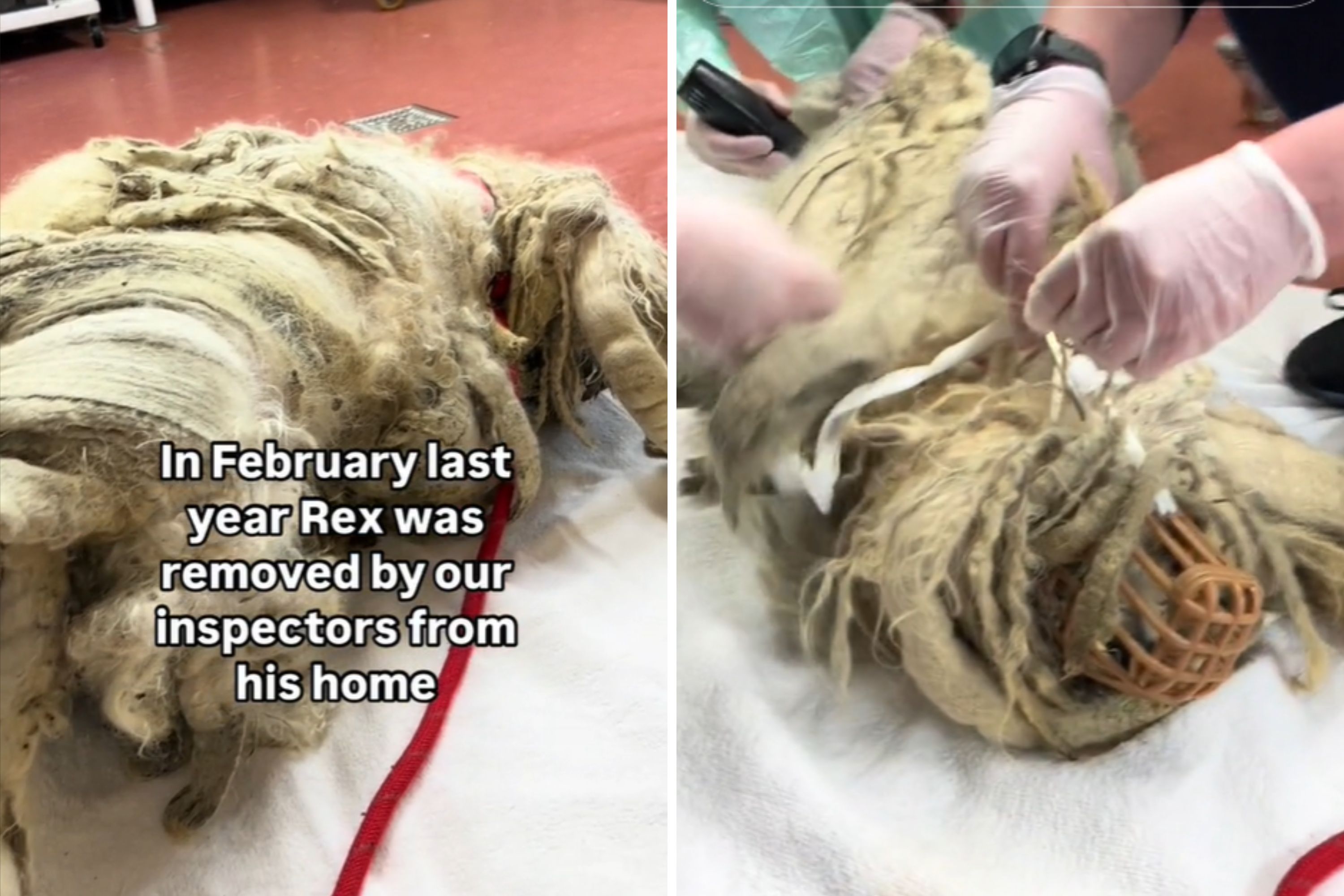 'Severely Matted' Dog Rescued in Shocking State With Foot-Long Dreadlocks