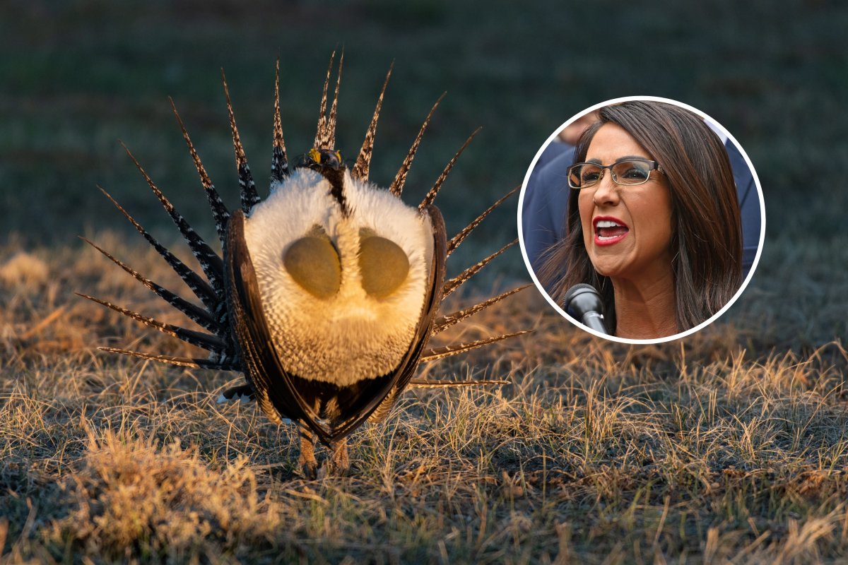 Lauren Boebert Úgly Sage Grouse Biden BLM