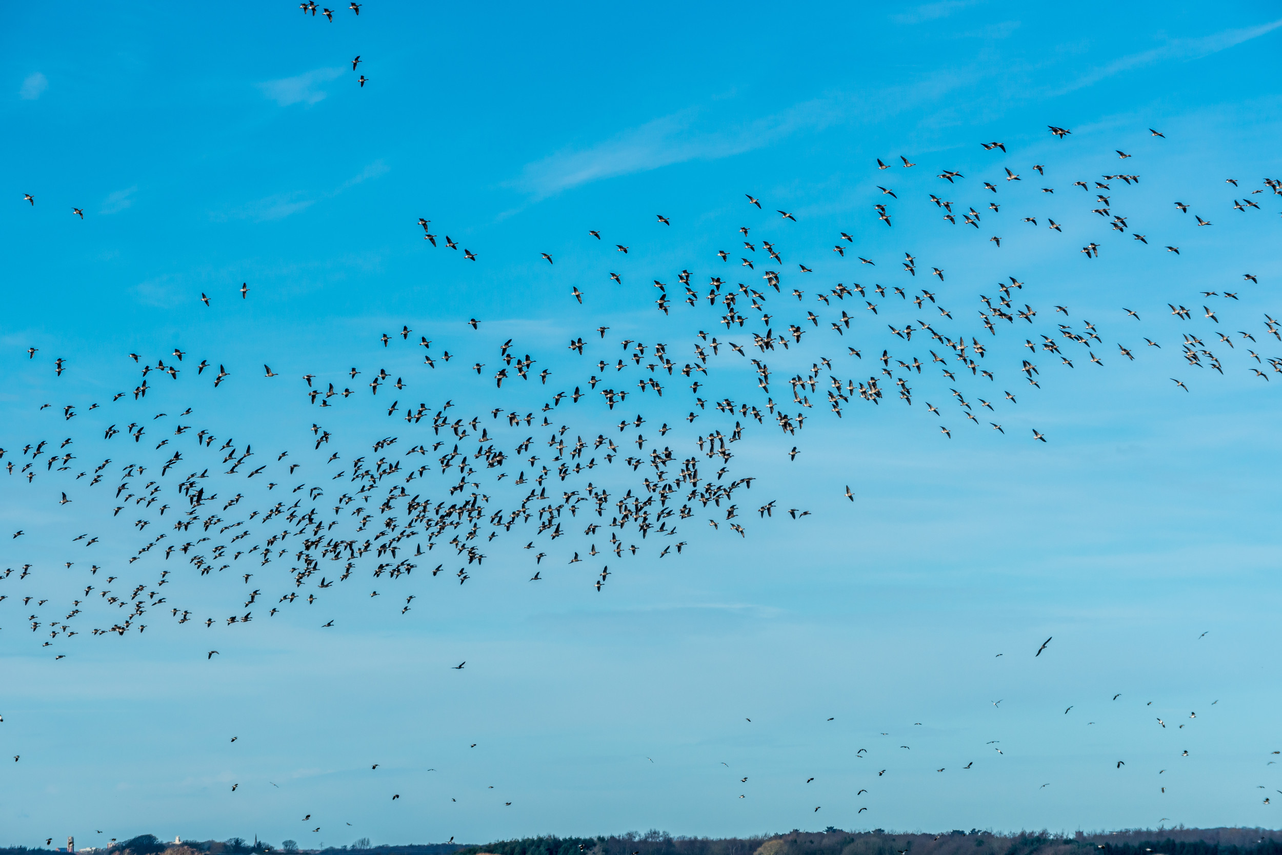 Why Do Birds Migrate? Scientists Debunk Long-Held Assumption