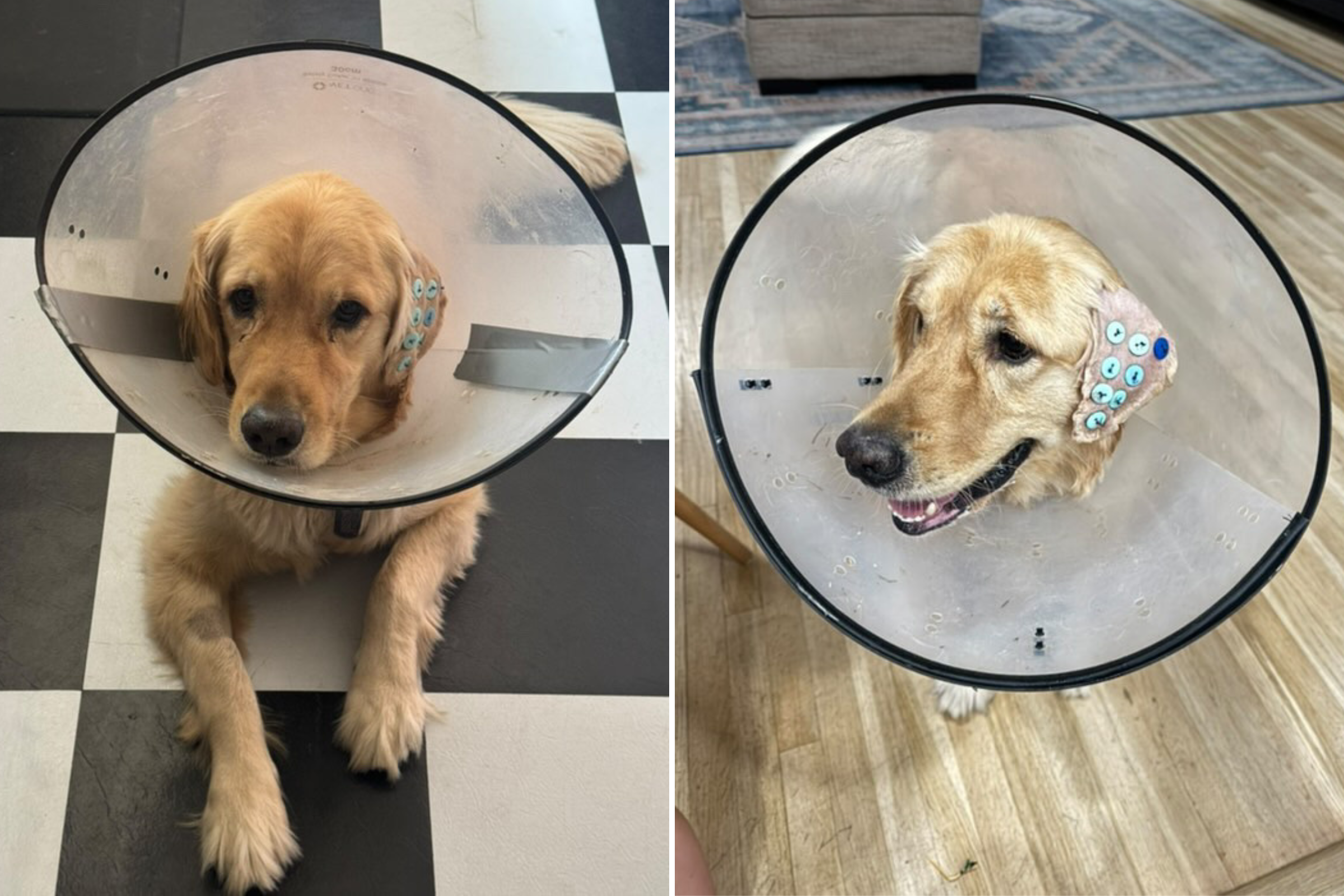 Image showcasing Shock at How Vet Fixes Golden Retriever's Ear: 'Now That's Insane ...