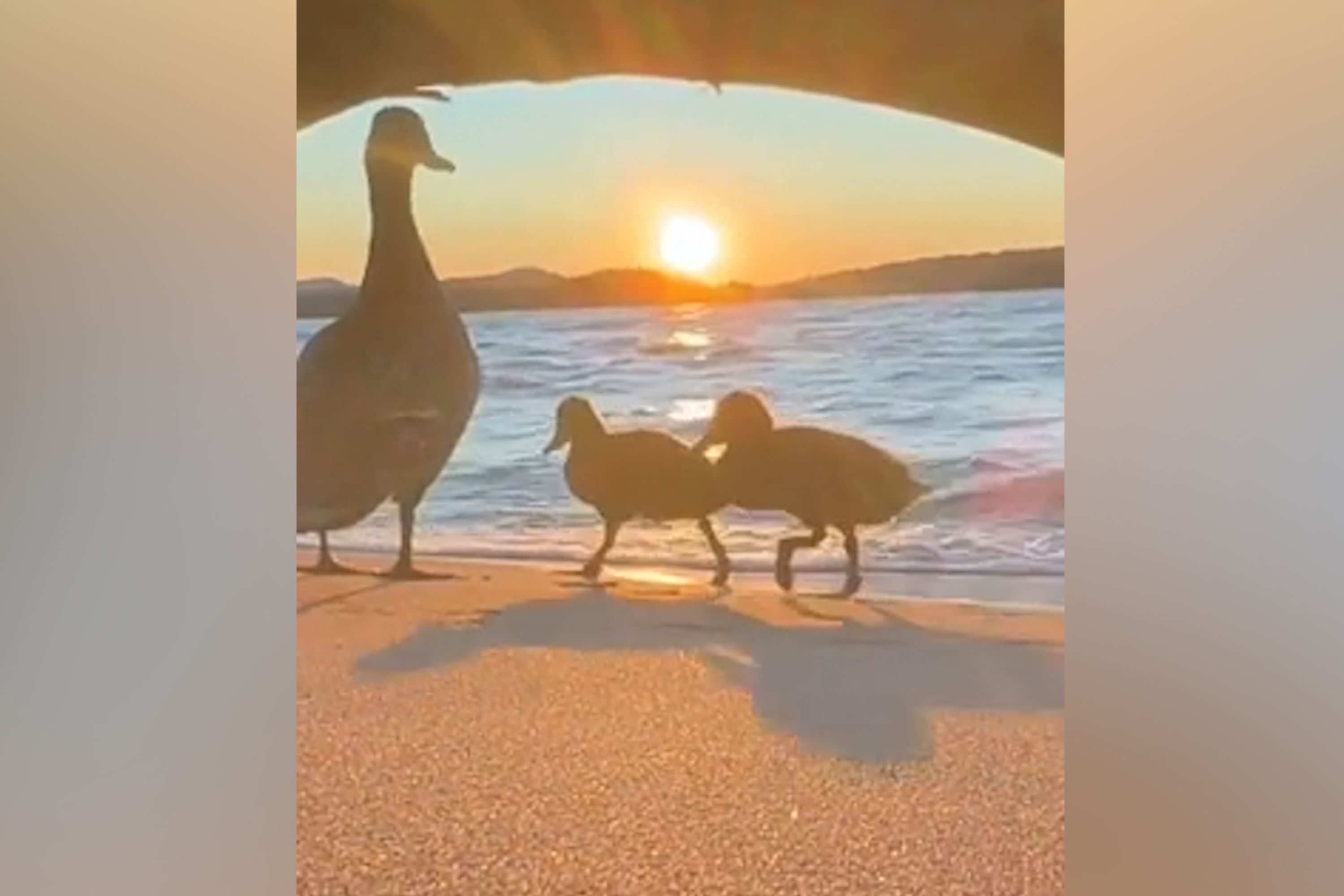 Woman Filming Sunset on Lake Captures 'Cutest, Most Magical Surprise'