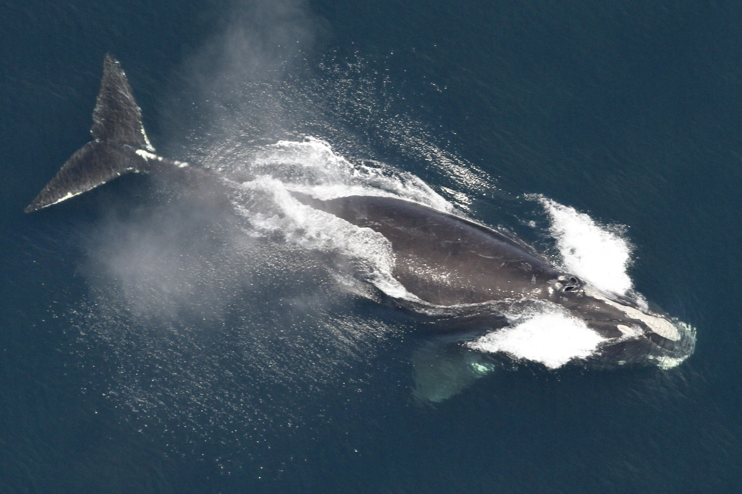 Rising Numbers: Right Whales Thrive Against Extinction Threats