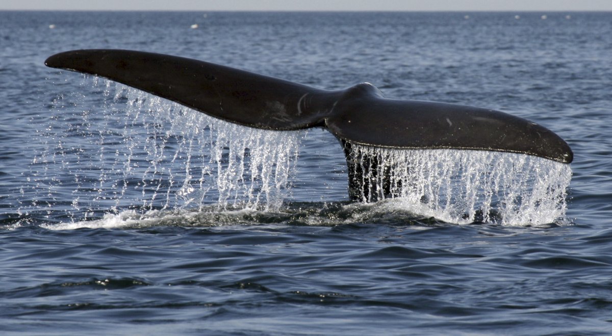 North Atlantic right whale