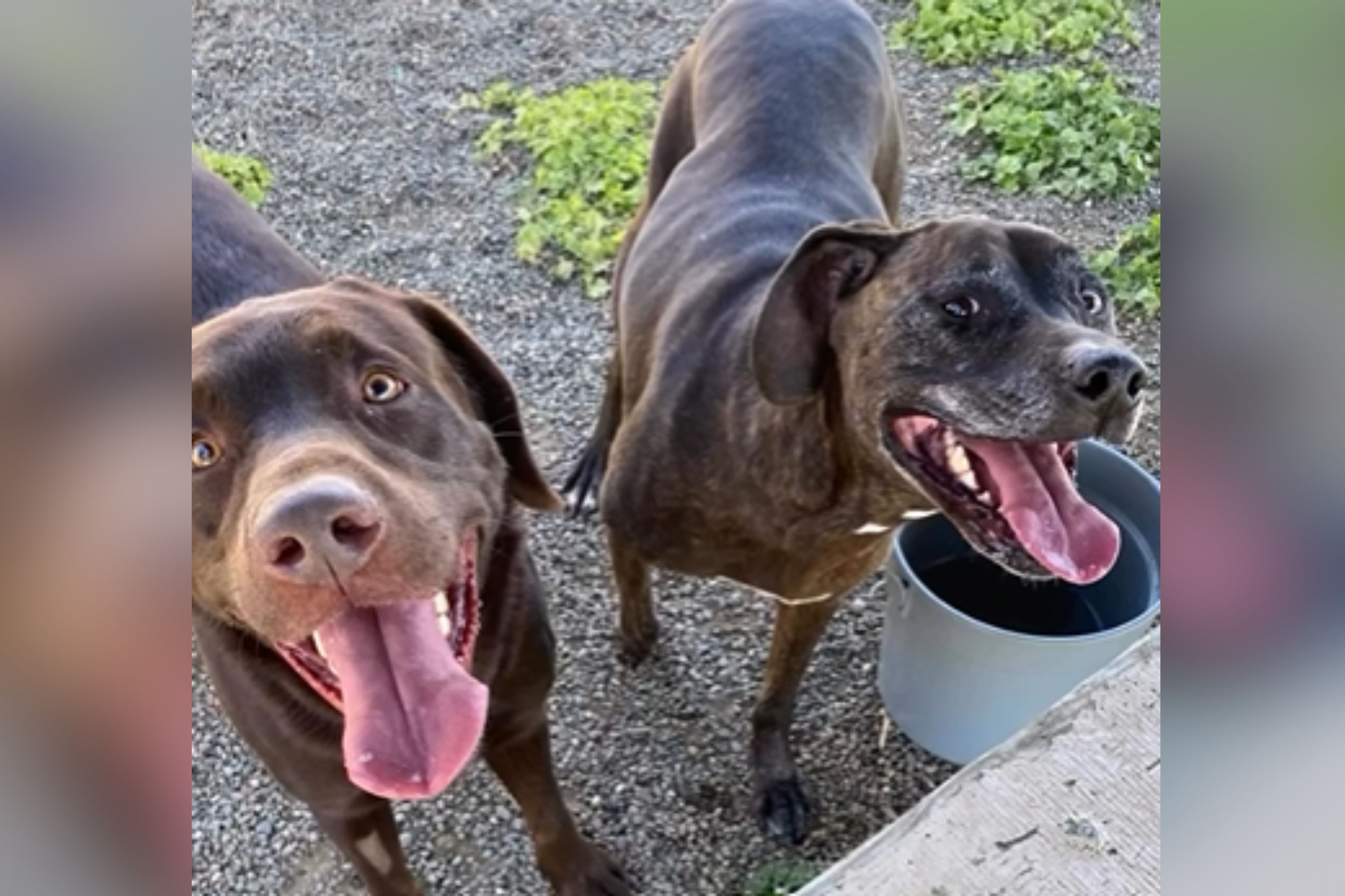 Anger As Family Surrenders Two Dogs, Tells Shelter: 'Euthanize Them'