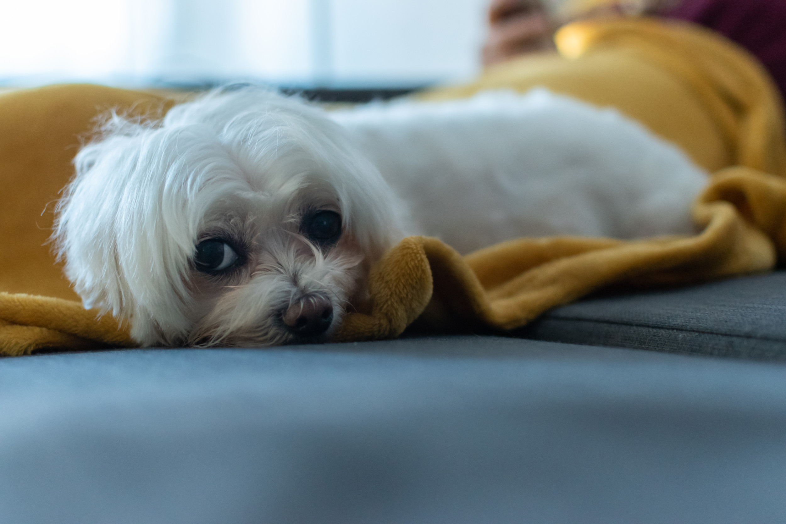 Owner Wants To Take 'Very Stubborn' Dog for Walk, He Has Other Plans