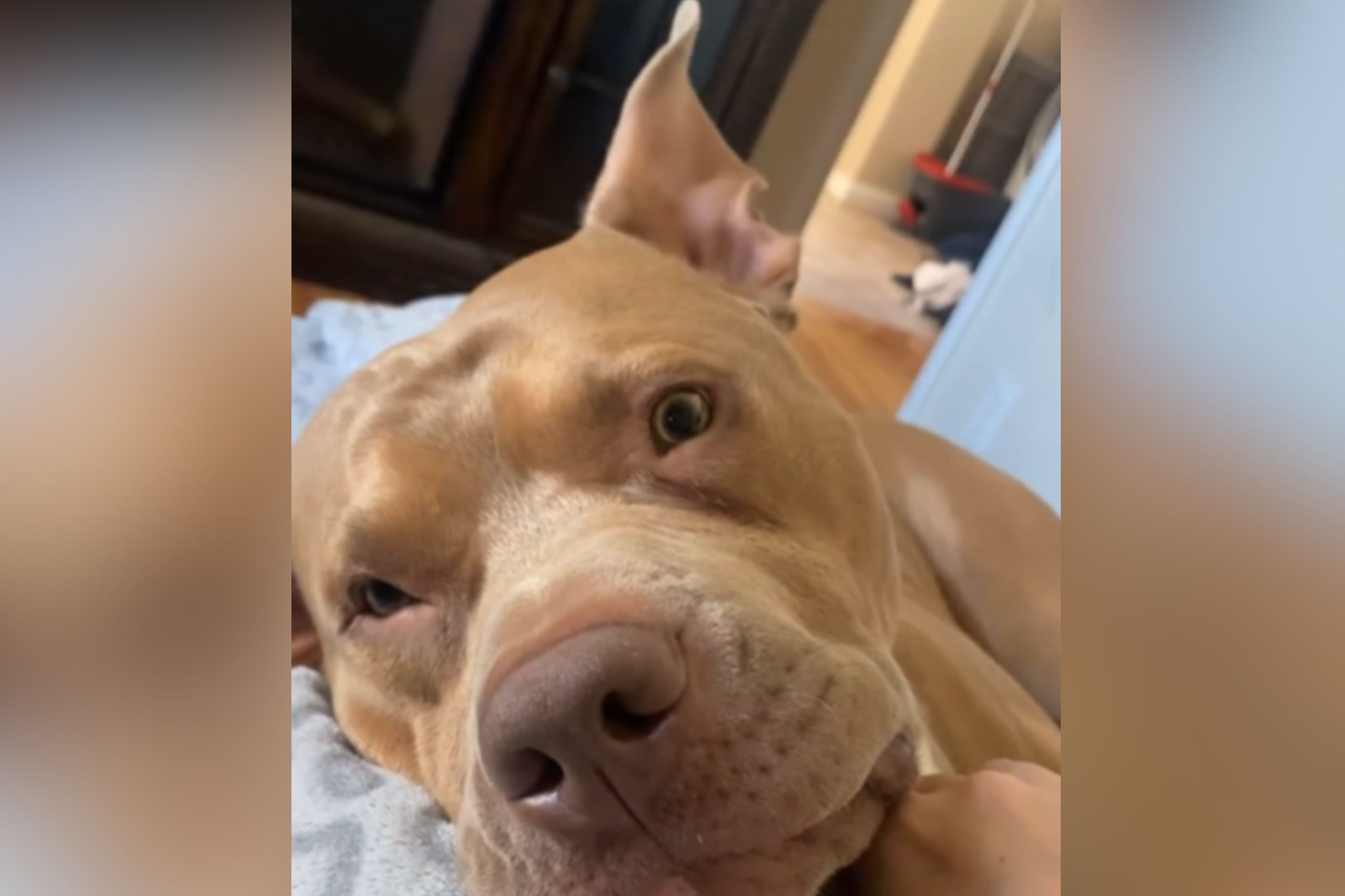 'Sleepy' Dog's Ears Can't Help but React to Start of His Favorite Sentence