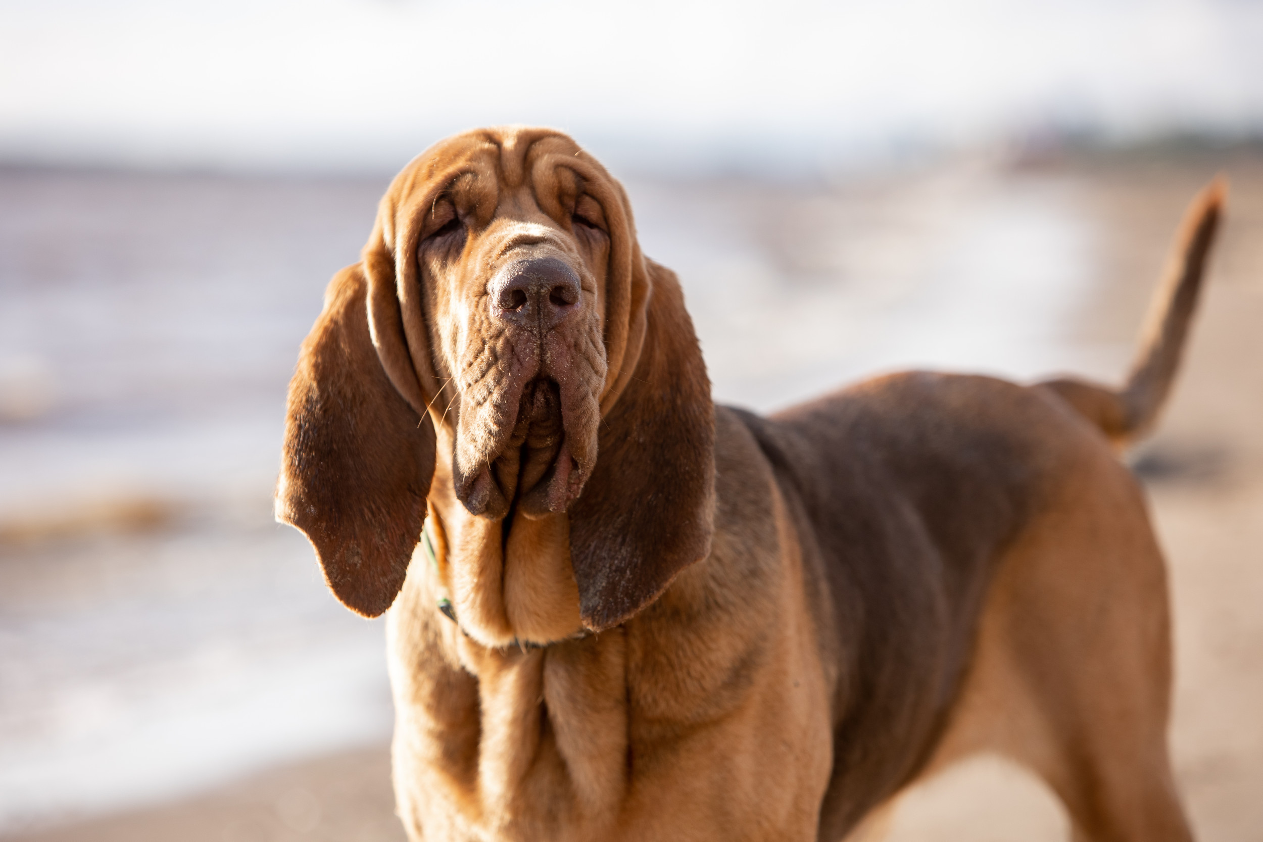 Venta De Perros Bloodhound En España