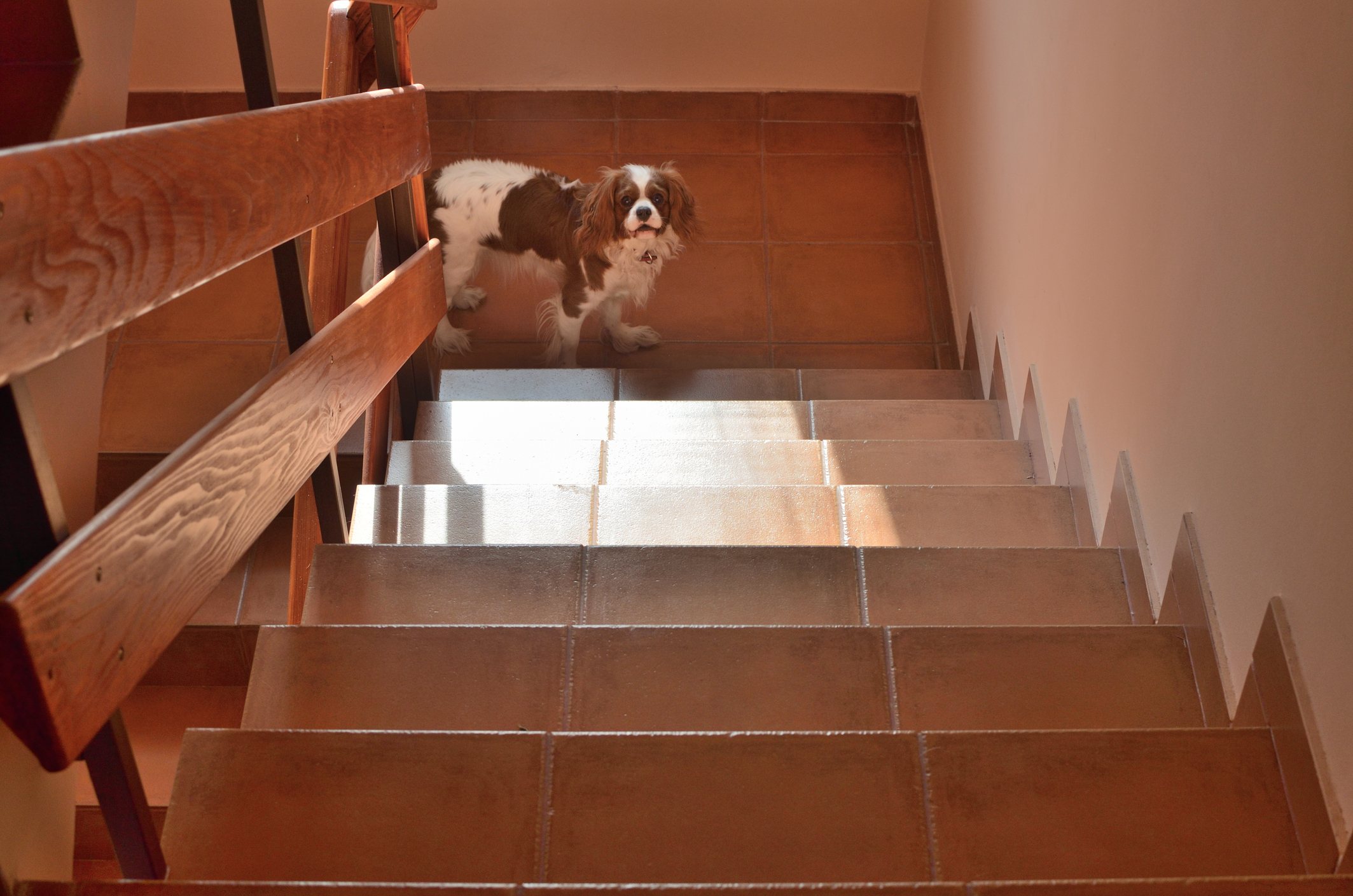 Senior Dog Demands To Be Carried Upstairs: 'Calling for an Uber'