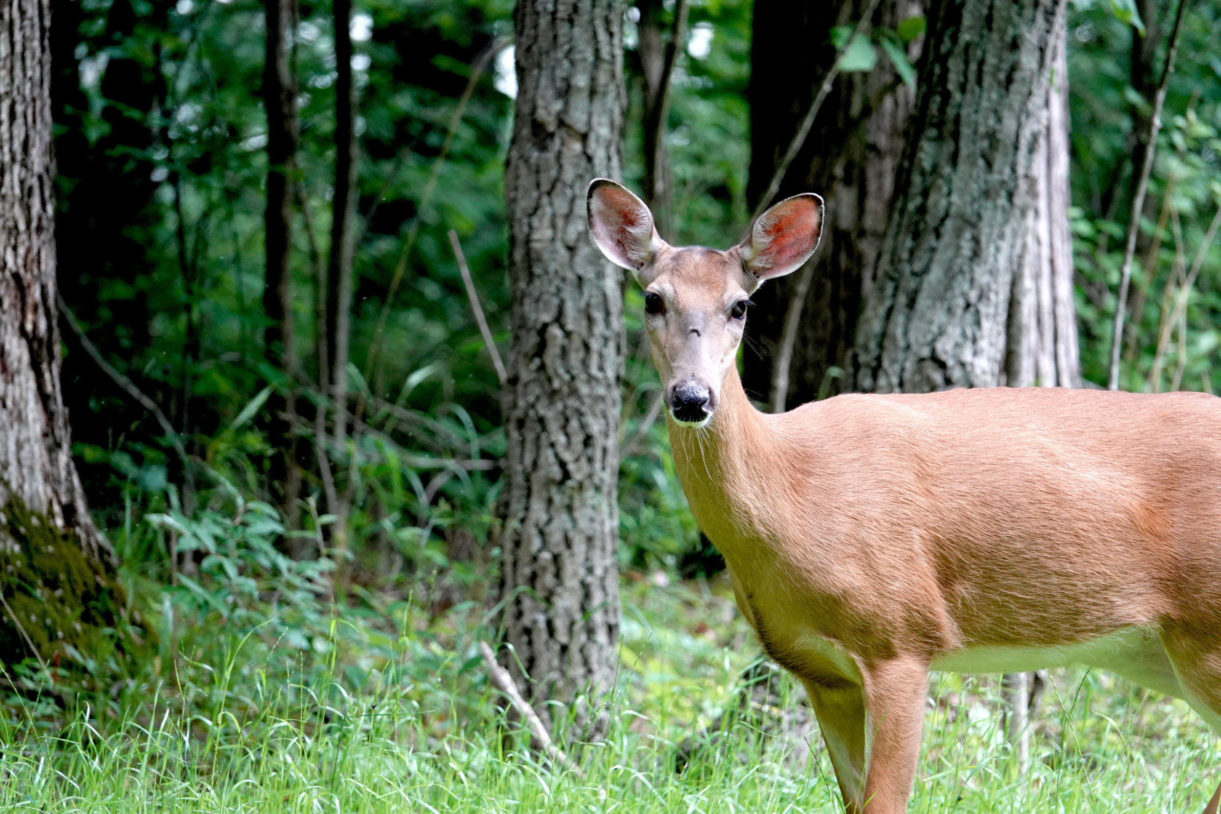 Why Michigan Officials Want You to Shoot More Deer