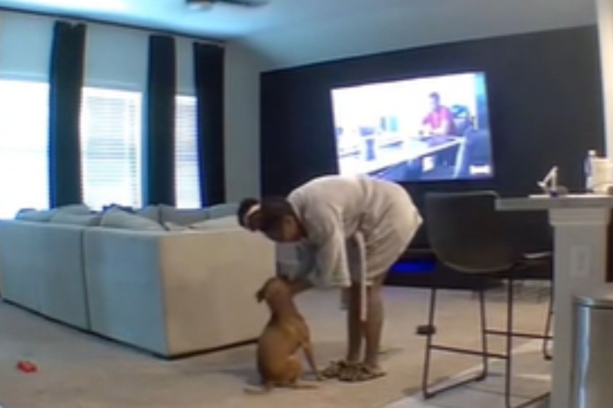 Foster mom comforting dog