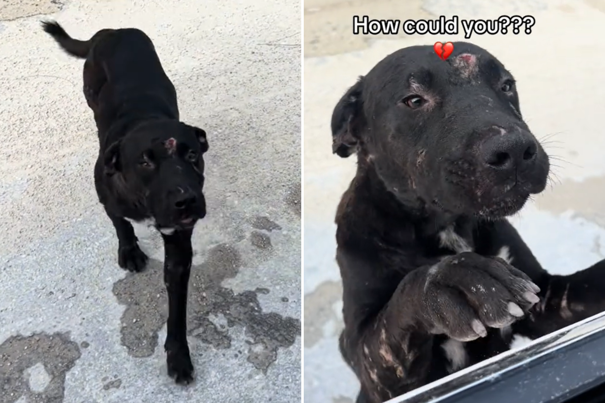 Tears at Moment Shelter Workers Save 'Lost and Broken' Dog Fighting ...