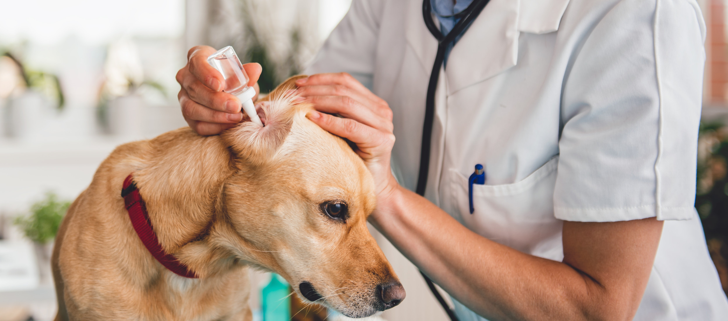 FDA Classifies Risk Levels in Recent Dog Medicine Recall Update