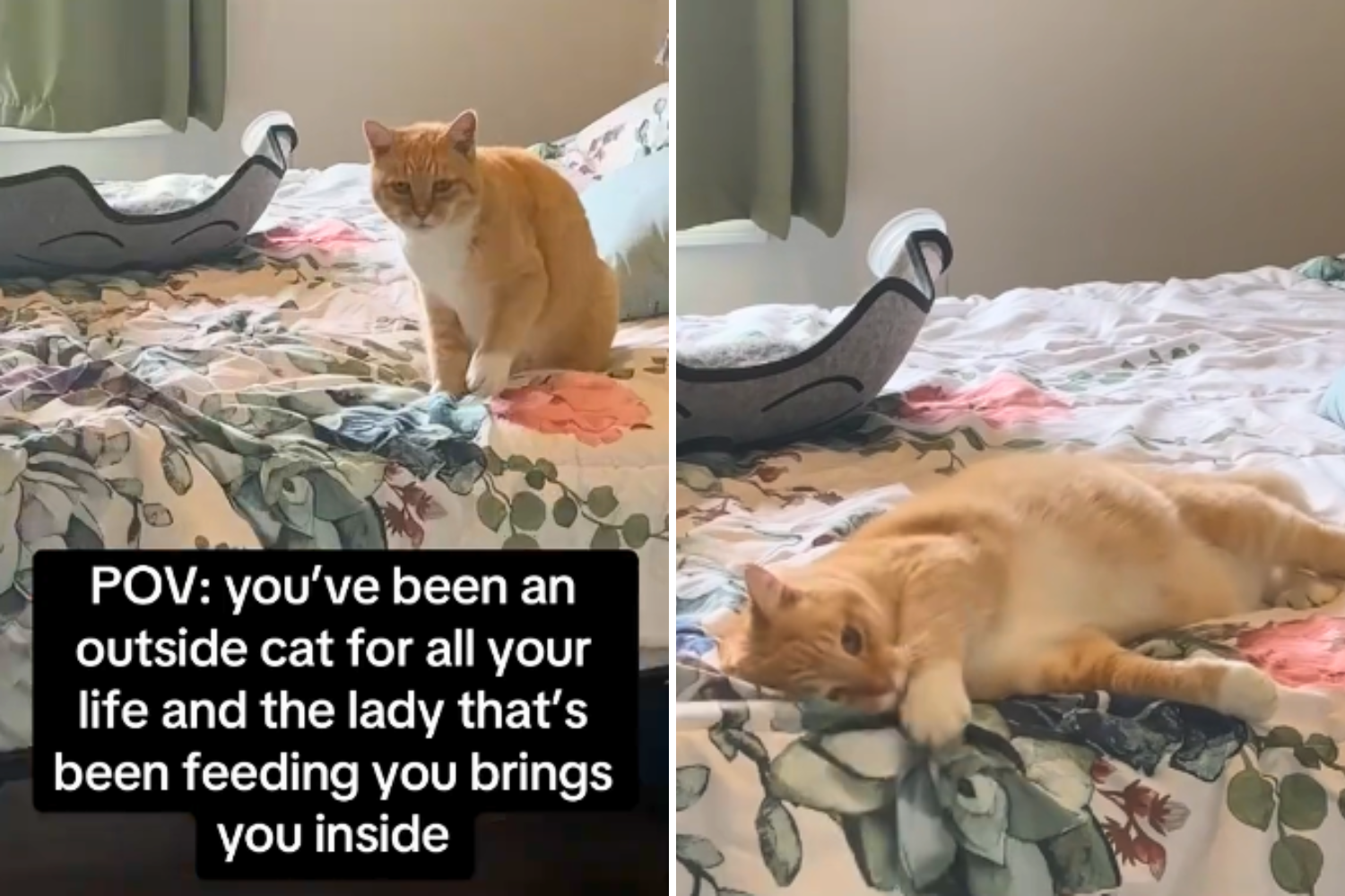 Cat That Spent Its Whole Life Outdoors Has Amusing Reaction to Being