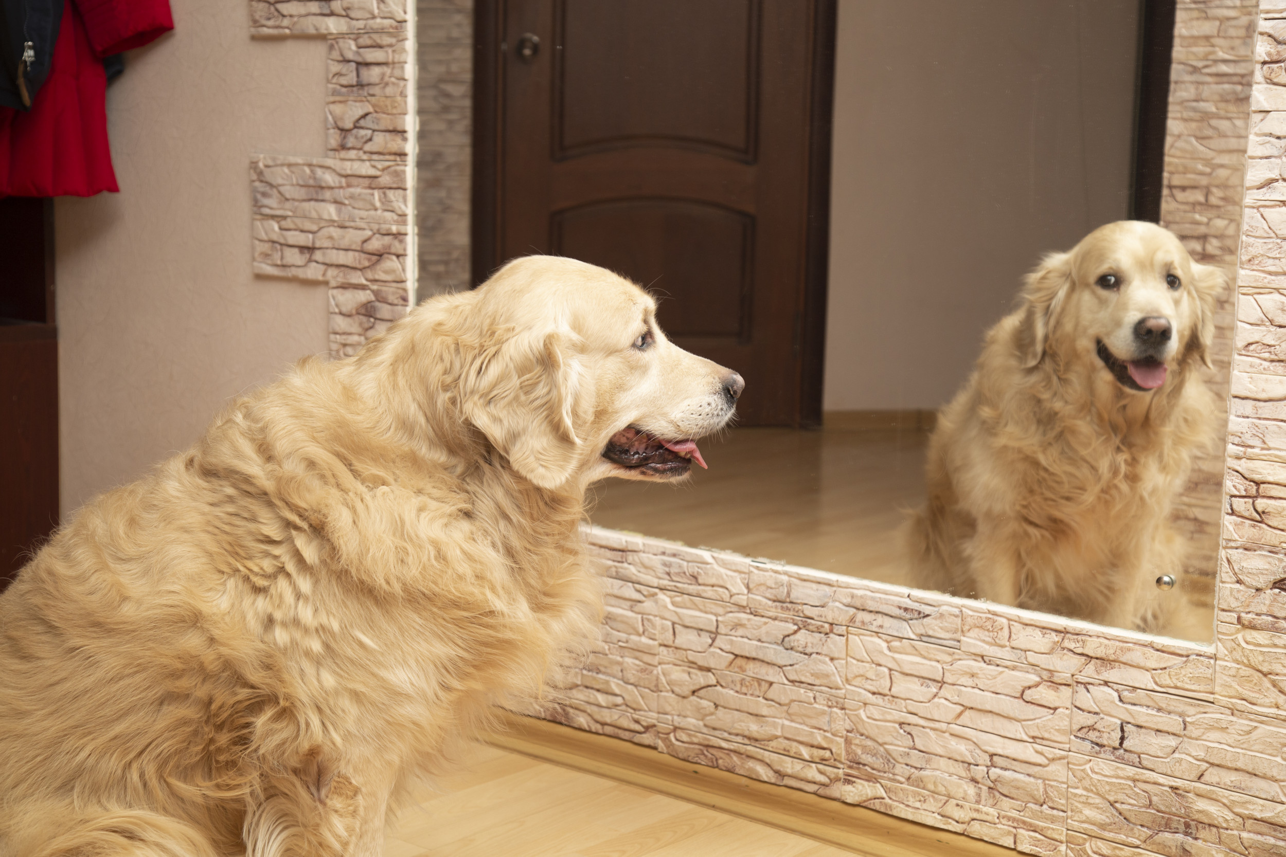 Golden Retriever Sees Reflection While on Walk, His Reaction Melts ...