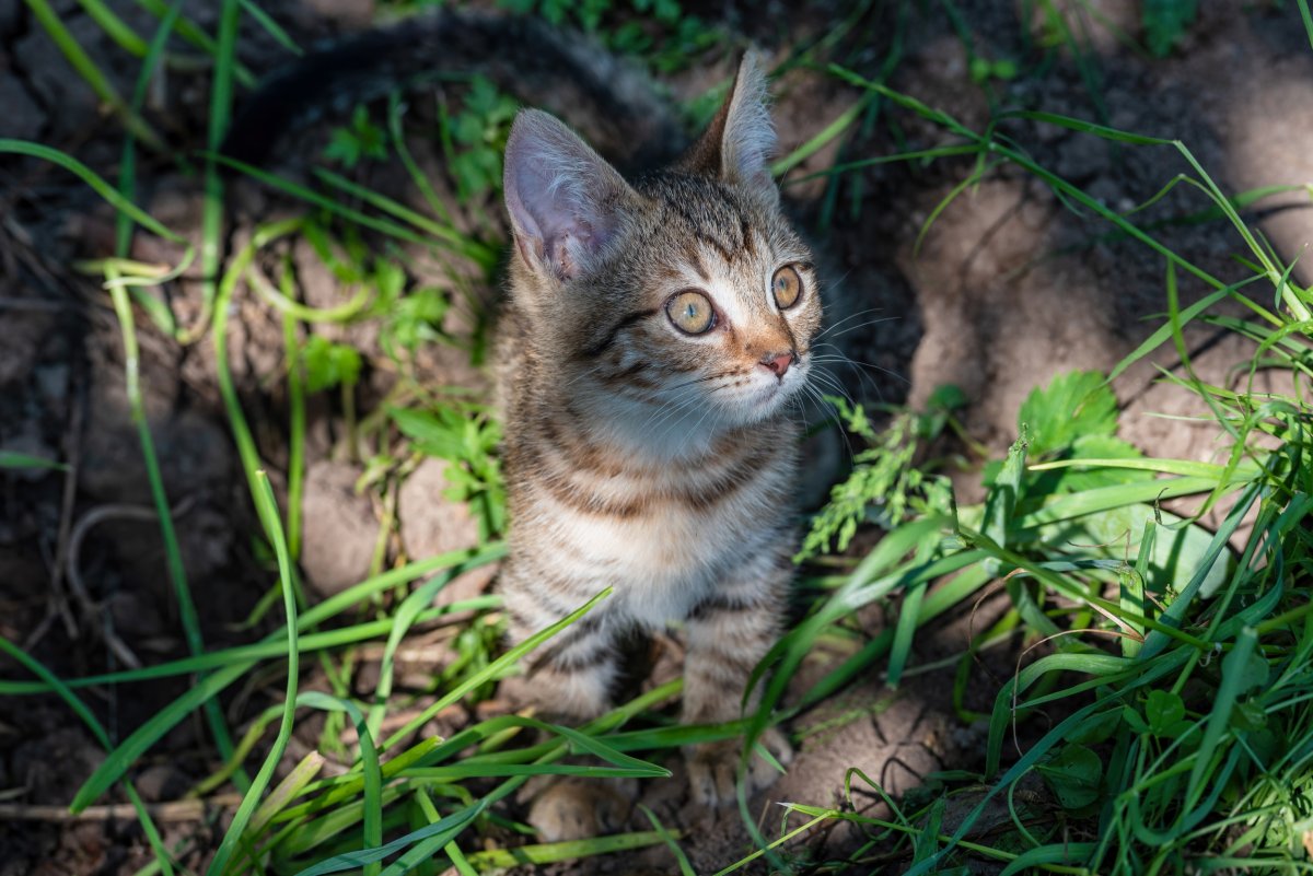 A tabby kitten playing in the grass