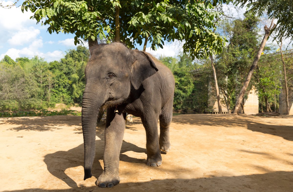 Elephant walking on a dirt road.