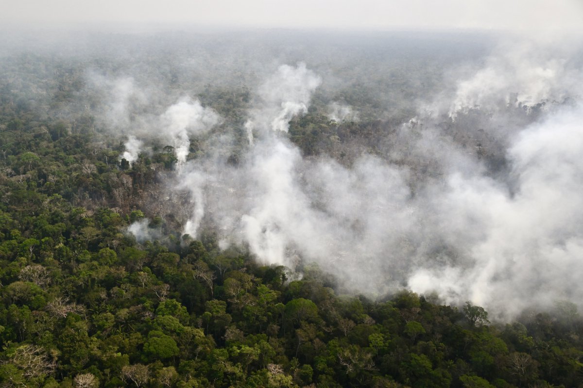 Brazil Amazon Deforestation Mundao Mural